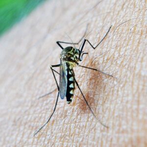 Naokon Malaria Test