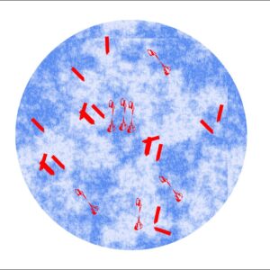 Naokon Acid Fast Bacilli