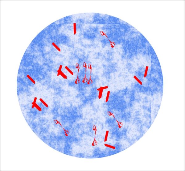 Naokon Acid Fast Bacilli