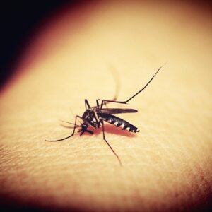 Dengue Fever Naokon