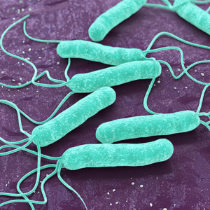 H Pylori Naokon