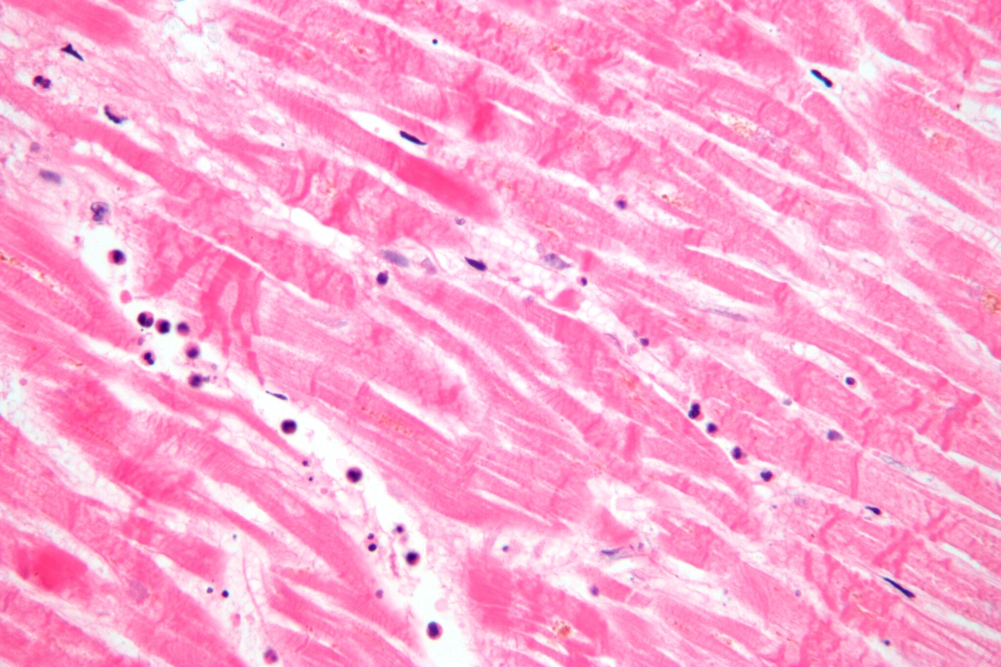 histopathology-slide-naokon-diagnostics