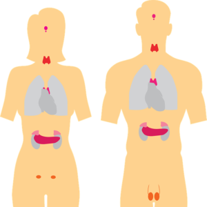 Naokon Thyroid Hormones