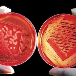 Naokon Bacteria Culture