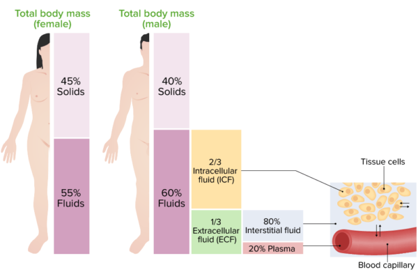 Body Fluids Naokon