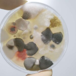 Fungal Culture Naokon